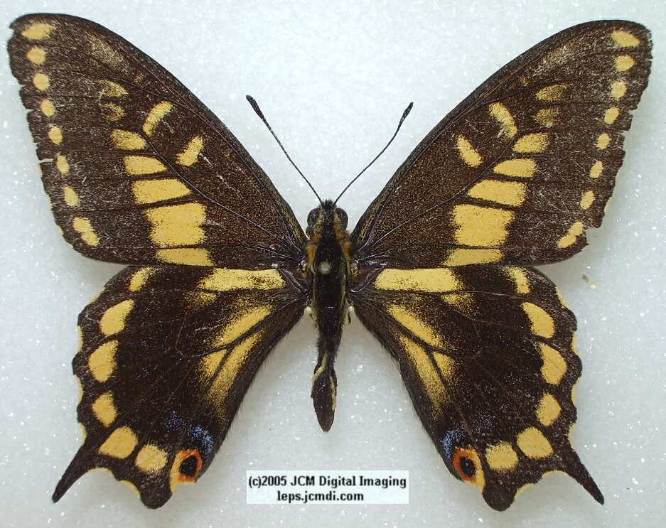 Papilio zelicaon (abberation 126) (Internet Image property of respective owner, non-commercial use only)